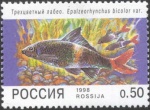 Лабео двухцветный