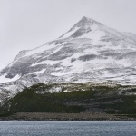 Королевский пингвин