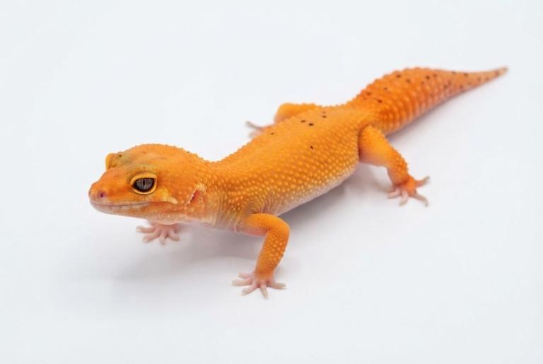 Tangerine (Tangerine)