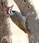 Dendropicos namaquus
