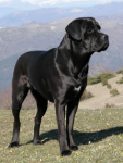 Кане-корсо