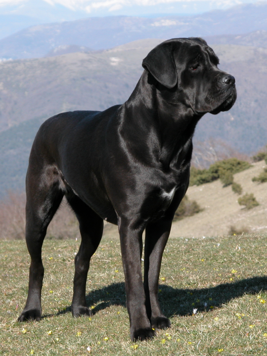 Кане-корсо