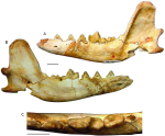 cyonarctos dessei