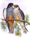 Амурский кобчик