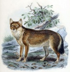 фолклендская лисица