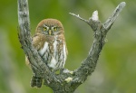 Glaucidium nanum