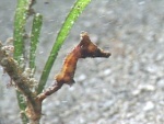 Коронованный морской конёк