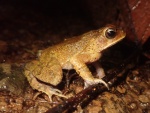 Cranopsis aucoinae