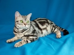 Американская короткошёрстная