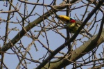 Ибис-рожок, Pteroglossus inscriptus (Вид)