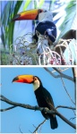 Тукан-токо, Ramphastos toco (Вид)
