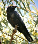 Беннетов ворон