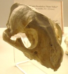 Panthera schaubi