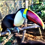 Тукан красногрудый, Ramphastos tucanus (Вид)