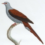Reinwardtoena reinwardtii