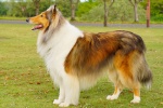 Колли (длинношёрстная)