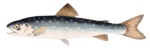 Кунджа
