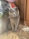 Шотландская вислоухая