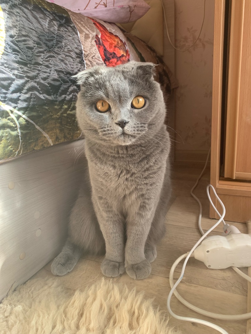 Шотландская вислоухая
