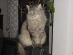 Сибирская