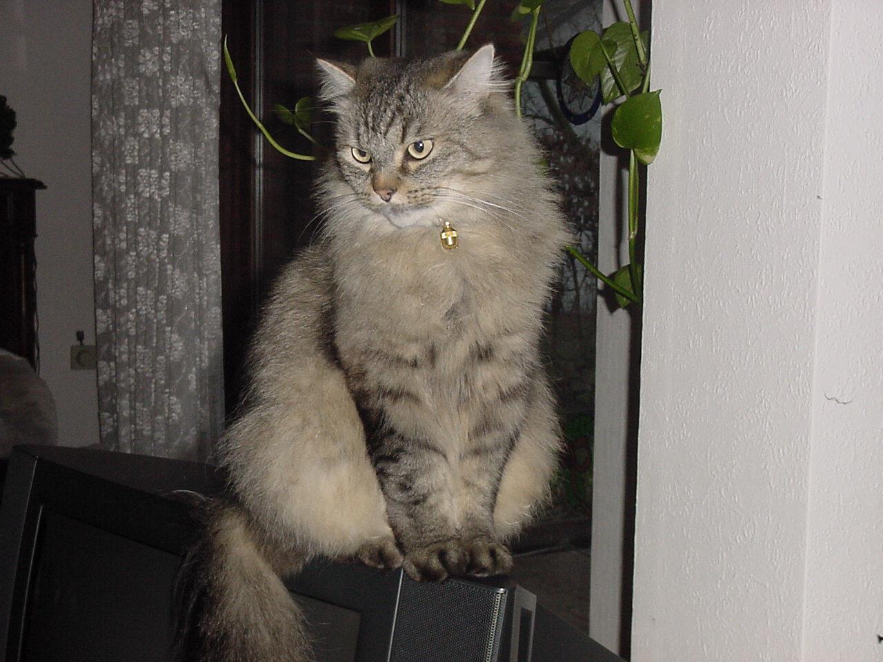 Сибирская