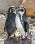 Пингвин Гумбольдта