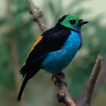 Танагра семицветная, Tangara chilensis (Вид)