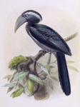 Tockus hartlaubi