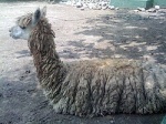 Альпака