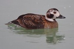 Морянка