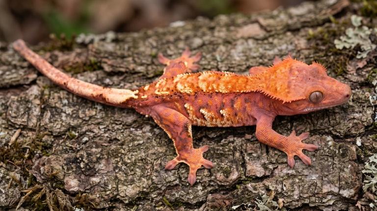 Мандарин (Tangerine / Extreme Tangerine)