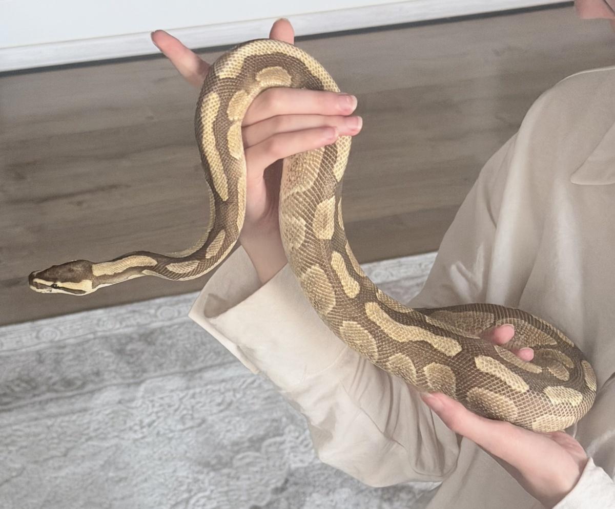 Королевский питон