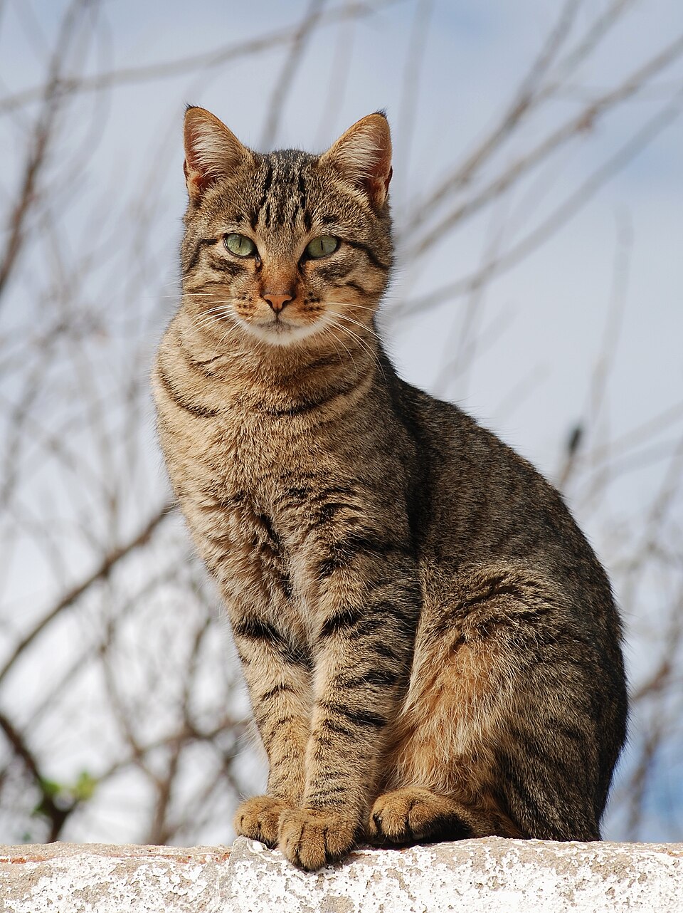 Британская короткошёрстная кошка